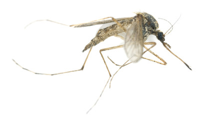 Dead mosquito isolated on white background, extreme close-up