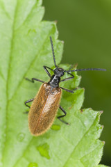 Lagria hirta on leaf, macro photo