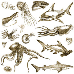 Fototapeta premium Hand-drawn collection. Marine life - SEA MONSTERS and Sharks.