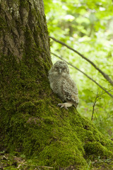 Tawny owl or brown owl (Strix aluco) owlet sitting beside oak