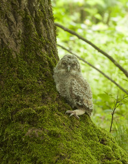 Tawny owl or brown owl (Strix aluco) owlet sitting beside oak