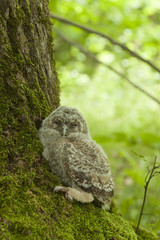 Tawny owl or brown owl (Strix aluco) owlet sitting beside oak
