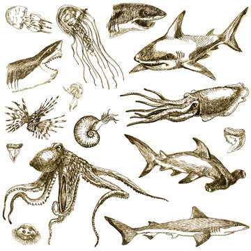 Hand-drawn collection. Marine life - SEA MONSTERS and Sharks.