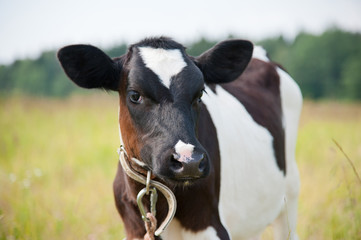 Young cow stands in the field
