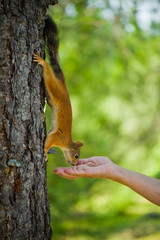 Squirrel on the tree and eat out of hand