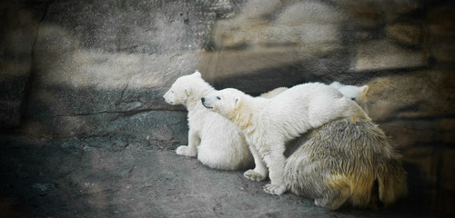 polar she-bear with two kids