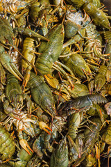 Background  of live crawfish