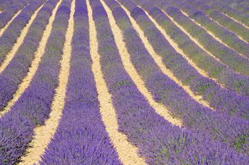 Fototapeta na wymiar Lavendelfeld - lavender field 01
