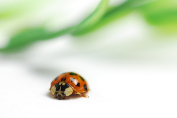Ladybug and leaf