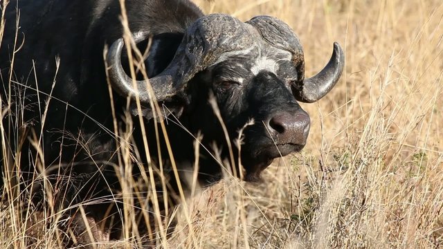 African or Cape buffalo bull