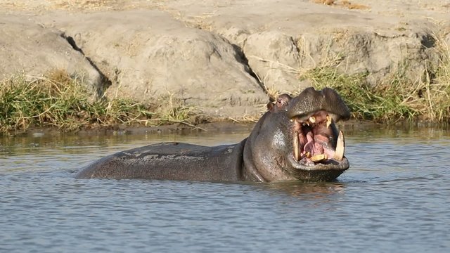 Hippo bull yawning with gaping mouth showing large tusks