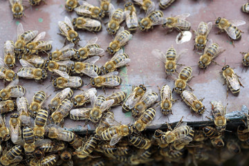 Beehive