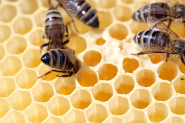 Bees in Honeycomb