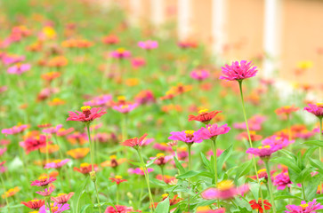 Colorful flowers in garden