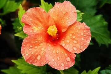 BLUMEN_0905_Hibiscus © Stephan von Mikusch