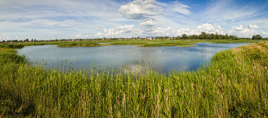 heavily overgrown with reeds and grass, a pond near of village