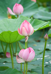 lotus flowers