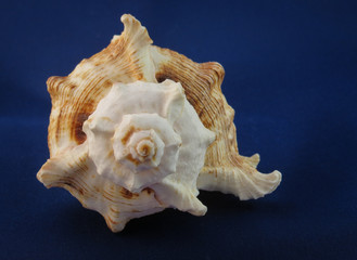 Centre Shell