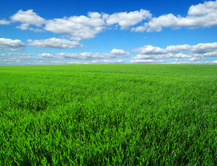 Fototapeta premium green field
