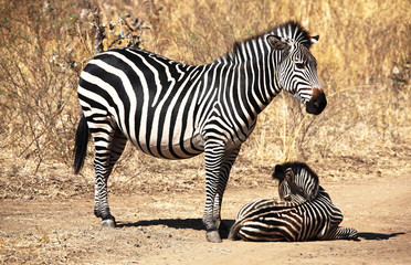 zebra mother and baby