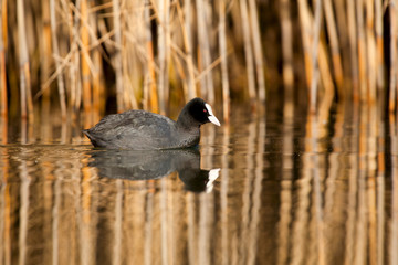Folaga (Fulica atra)