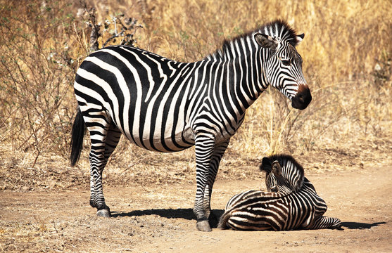 Fototapeta zebra mother and baby