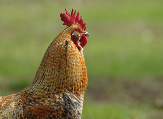 GALLO.