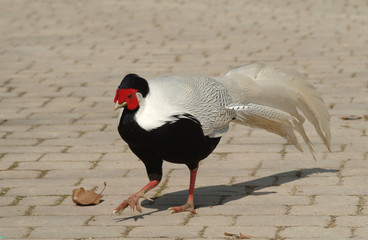 GALLO COMBATTENTE