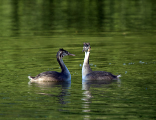 Grebes