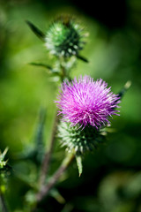 Thistle heads