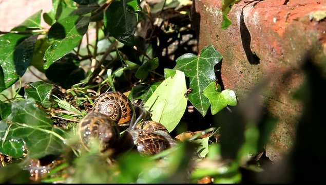 escargot