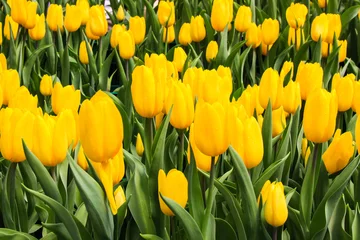 Cercles muraux Tulipe tulipes jaunes