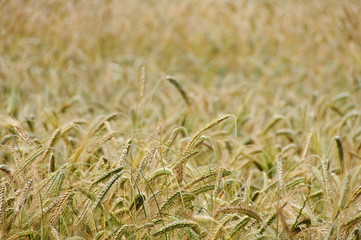 Background from the green and yellow wheat whole/