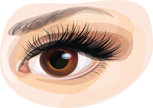 recommend clip art: Vector of beautiful brown woman's eye.
