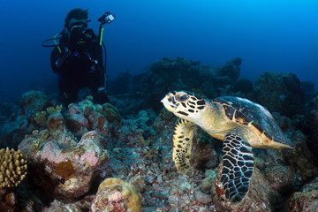 Naklejka premium Hawksbill turtle, indian ocean, Maldives
