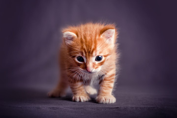 Newborn red kitten in a dark blue background