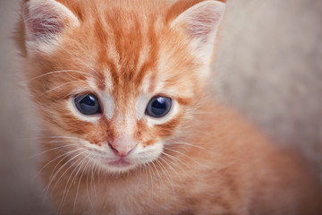 Tabby red kitten portrait