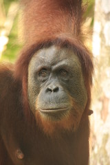 Portrait of female orangutan (Pongo abelii), Sumatra, Indonesia © donyanedomam