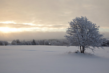 Winter landscape, lonely tree on a snow field