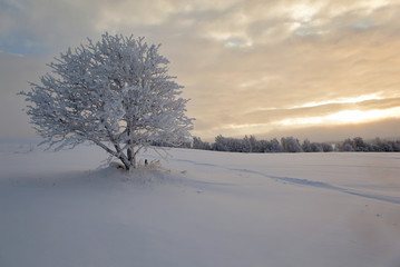 Winter landscape, lonely tree on a snow field