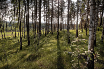 Forest landscape, sunlight in summer wood