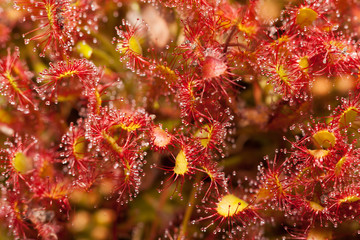 sundew