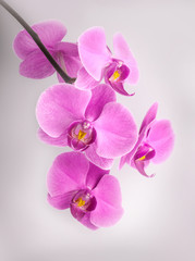 Naklejka na ściany i meble Kwiaty orchidei