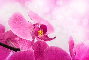 Orchid flowers, closeup