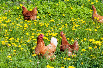 Hen outside in the meadow at springtime