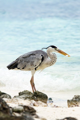 Grey heron