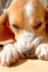 Cucciolo beagle