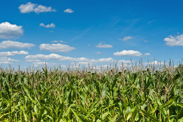 Corn field