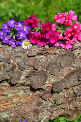 Blumen Holz Gutschein Hintergrund