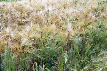 wheat ears close up on the field